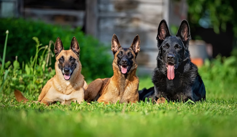 Training Pets